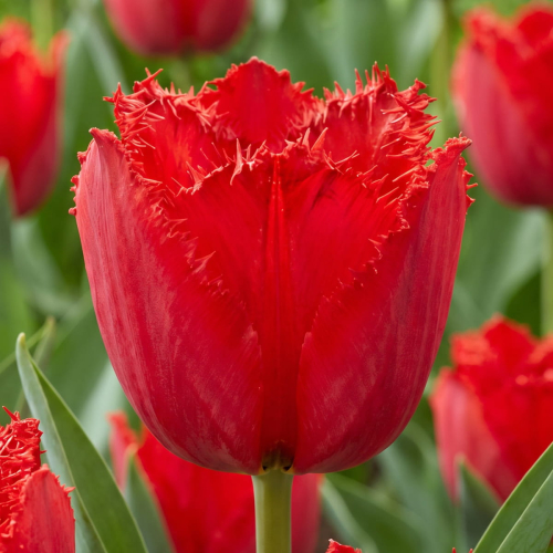 Tulip Masterpeace - for Sale Tulip Masterpeace