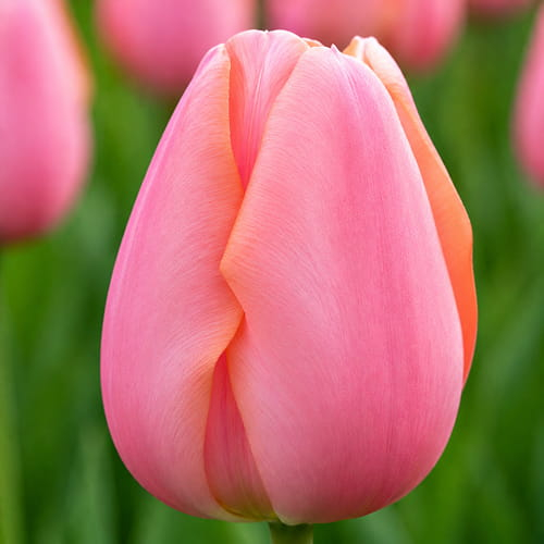 Tulip Menton - for Sale Tulip Menton
