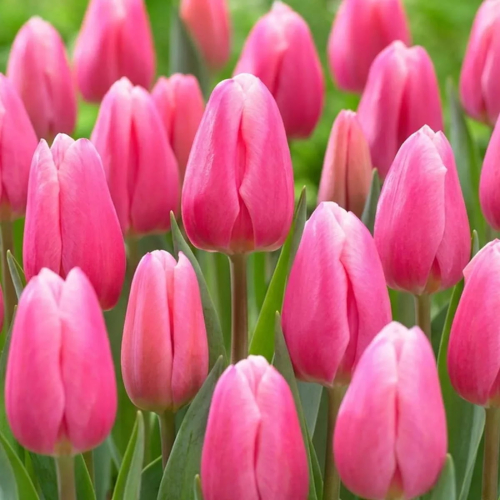 Tulip Milkshake - for Sale Tulip Milkshake