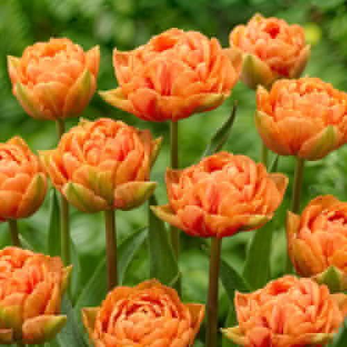 Tulip Orange Flavour
