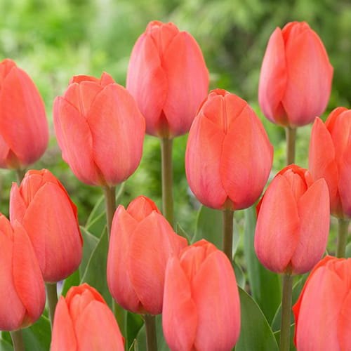 Tulip Orange van Eijk - for Sale Tulip Orange van Eijk