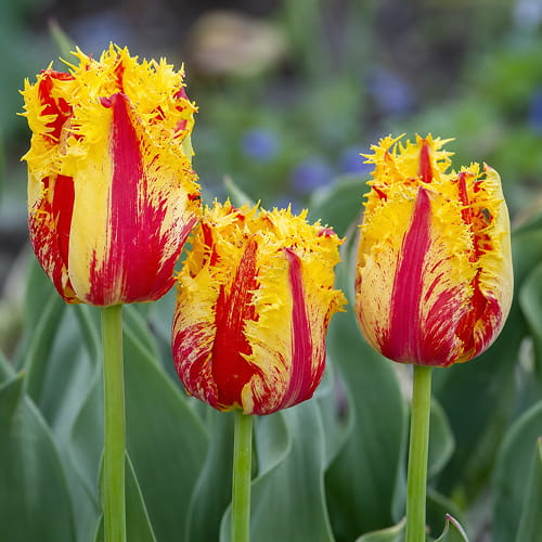 Tulpen Phantom - online bestellen direkt aus Holland - for Sale Tulpen Phantom - online bestellen direkt aus Holland