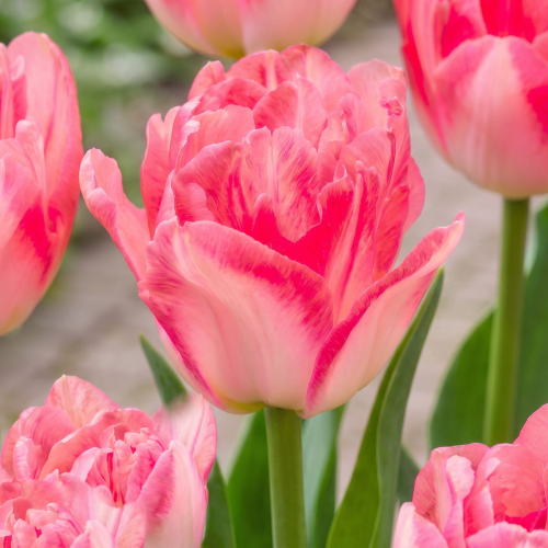 Tulpen Pink Delight - for Sale Tulpen Pink Delight