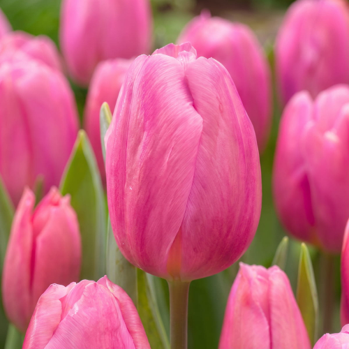 Tulip Pink Flag - for Sale Tulip Pink Flag