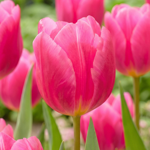 Tulip Pink Majesty - for Sale Tulip Pink Majesty