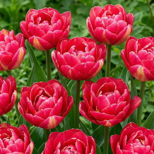 Tulip Pinza - for Sale Tulip Pinza