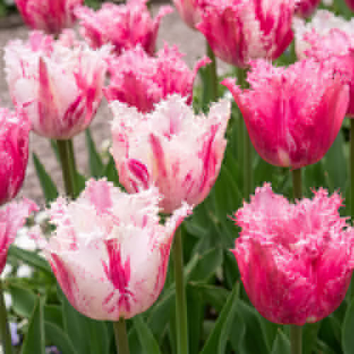 Tulip Purple Circus - for Sale Tulip Purple Circus