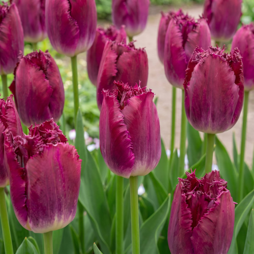 Tulpen Purple Crystal - for Sale Tulpen Purple Crystal