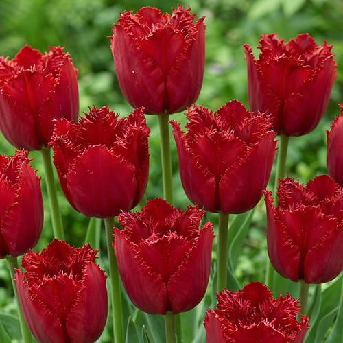 Tulip Red Hat - for Sale Tulip Red Hat