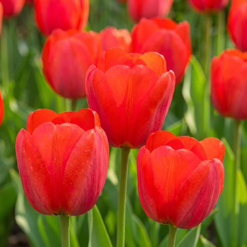 Tulpen Red Impression - for Sale Tulpen Red Impression
