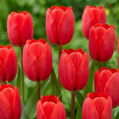 Tulip Red Ranger - for Sale Tulip Red Ranger