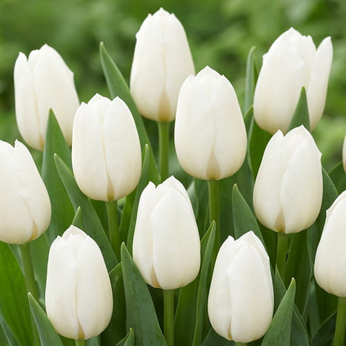 Tulip Royal Virgin - for Sale Tulip Royal Virgin