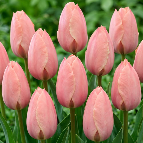 Tulip Salmon van Eijk - for Sale Tulip Salmon van Eijk