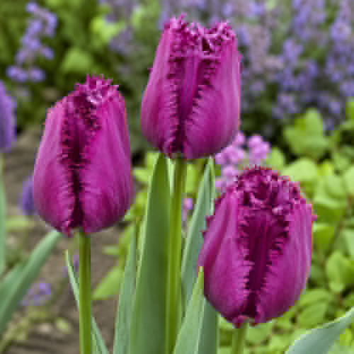 Tulpen San Clemente - for Sale Tulpen San Clemente