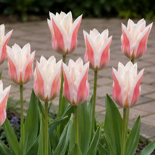 Tulpen Serano - online bestellen direkt aus Holland