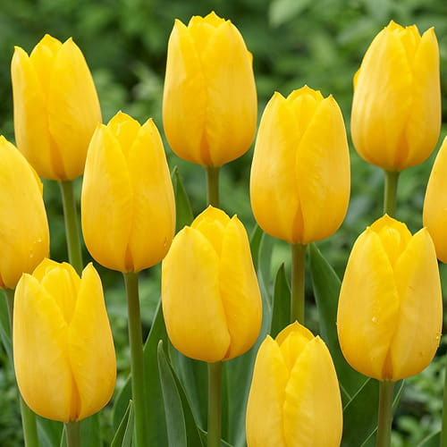 Tulip Strong Gold - for Sale Tulip Strong Gold