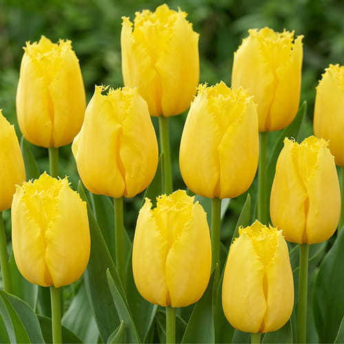 Tulip Sunny Time - for Sale Tulip Sunny Time