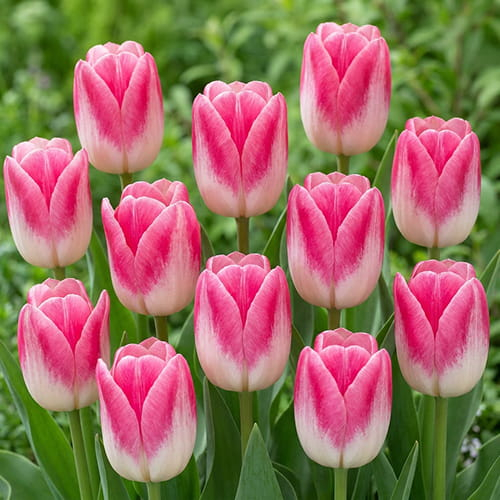 Tulip Twilight - for Sale Tulip Twilight
