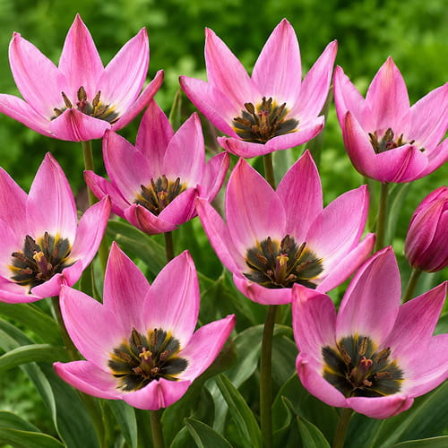 Tulip Violetta