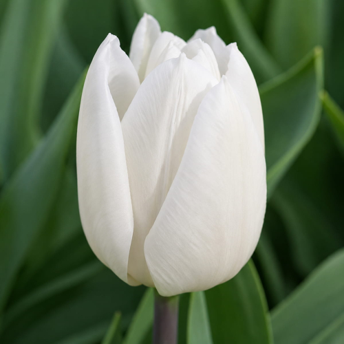 Tulpen White Prince - for Sale Tulpen White Prince