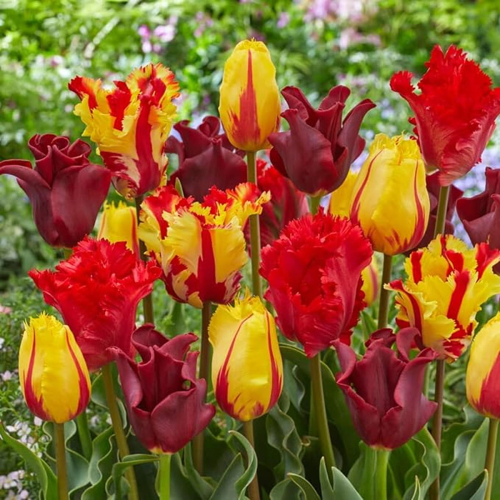Tulpen Rot Orange Gelb Kollektion - for Sale Tulpen Rot Orange Gelb Kollektion
