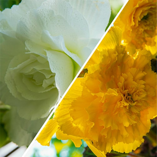 Yellow & White Begonia Fimbriata Collection (5 tubers) - online bestellen direkt aus Holland