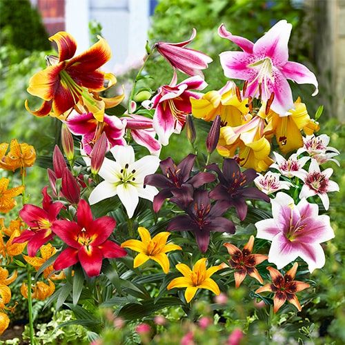 All Summer Lily (lilium) Bulbs Super Collection - online bestellen direkt aus Holland