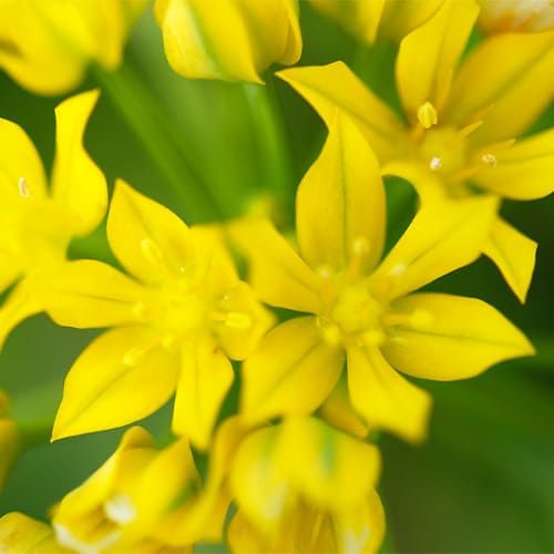 Allium Moly Jeannine - online bestellen direkt aus Holland