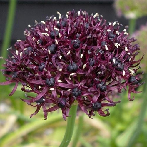 Allium Atropurpureum - online bestellen direkt aus Holland