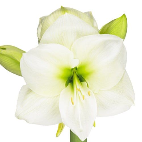Amaryllis (Hippeastrum) White Sensation - online bestellen direkt aus Holland