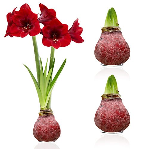 Dutch Bulbs Glitter Red Wax Amaryllis Bulbs, 2 Wax Flower Bulbs