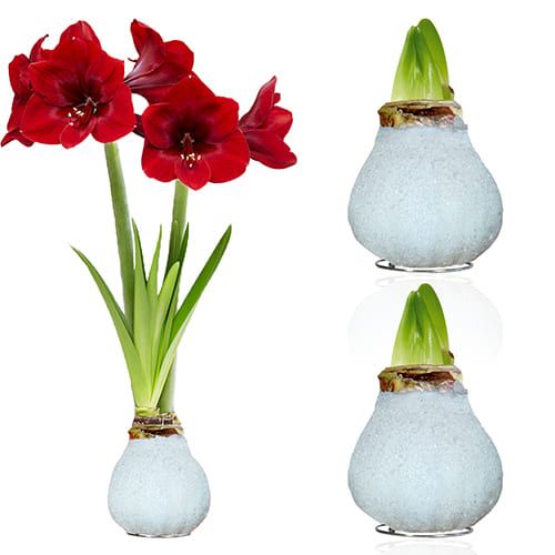 Dutch Bulbs Glitter White Wax Amaryllis Bulbs, 2 Wax Flower Bulbs