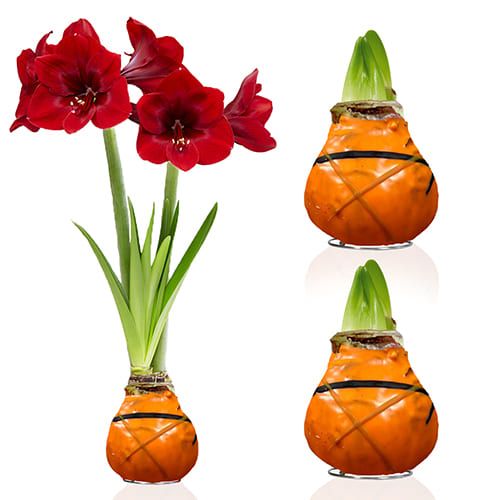Dutch Bulbs Striped Orange Wax Amaryllis Bulbs, 2 Wax Flower Bulbs