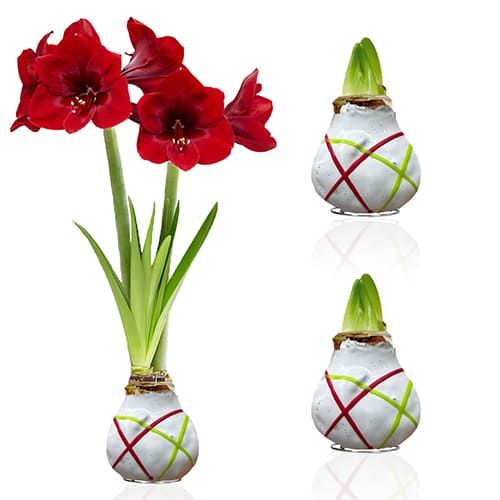 Dutch Bulbs Striped White Wax Amaryllis Bulbs, 2 Wax Flower Bulbs