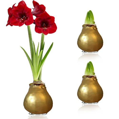 Gold Wax (2 Pieces) Amaryllis Bulb in Wax Collection