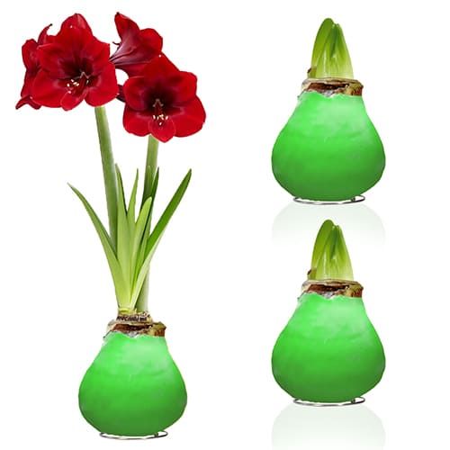 Green Wax (2 Pieces) Amaryllis Bulbs Collection