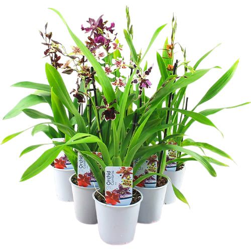 Cambria Orchids Collection (5 different varieties)