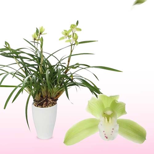 Cymbidium (Orchid) Wild green