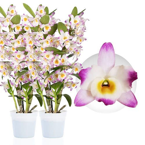 Dendrobium Orchid Bright Eye (2 spikes)