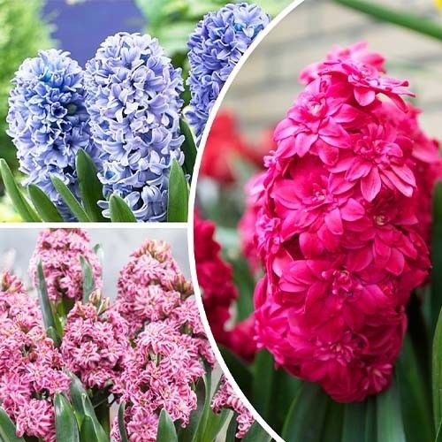 Hyacinth (double flowering) Mix