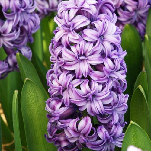 Hyazinth Lili Purple (doppelt blühend) - online bestellen direkt aus Holland