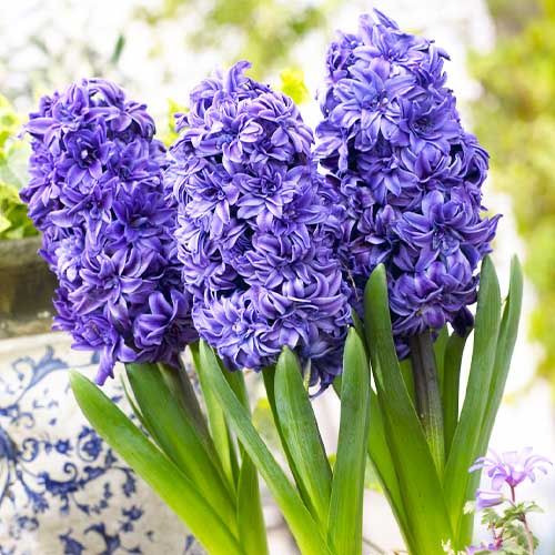 Hyacinth Royal Navy (Double Flowering)