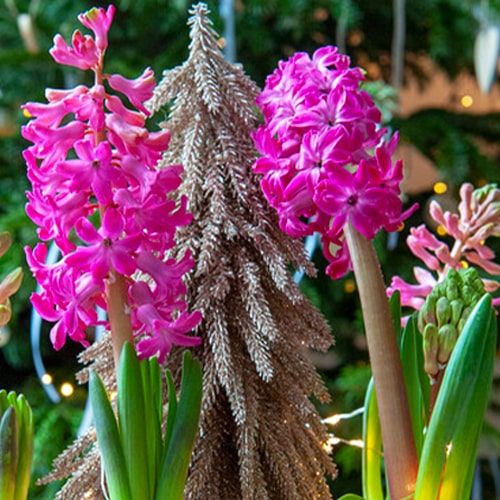 Hyacinth Scarlet Pearl - online bestellen direkt aus Holland