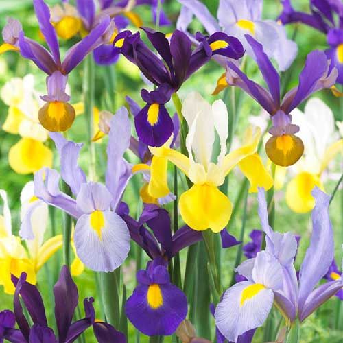 Iris hollandica Super Kollektion - online bestellen direkt aus Holland