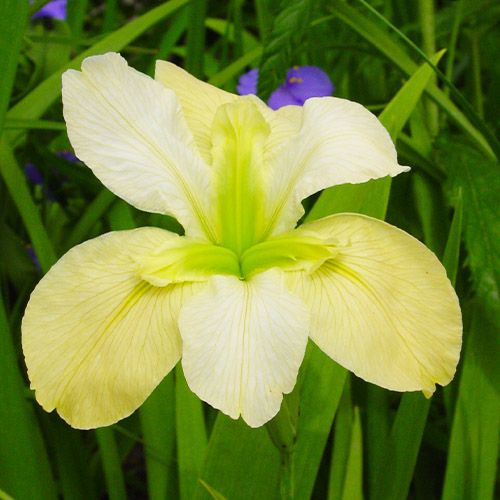Iris Louisiana Arabian Bayou - online bestellen direkt aus Holland