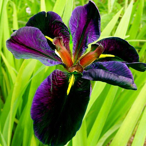 Iris Louisiana Black Gamecock