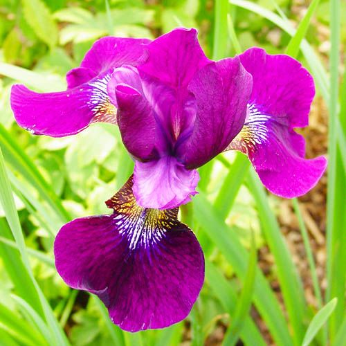 Iris Siberica (Sibirische Schwertlilie) Hubbard - online bestellen direkt aus Holland