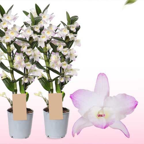 Dendrobium Orchid Kumiko (2 spikes)