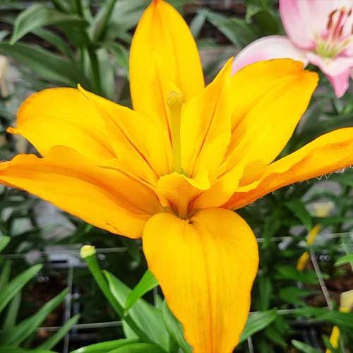 Lily (Lilium) Gold Twin