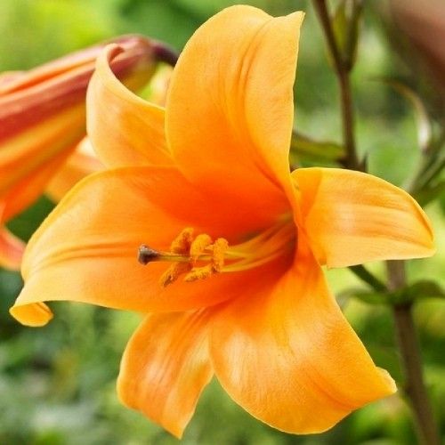 Lilie (Lilium) Orange Planet - online bestellen direkt aus Holland